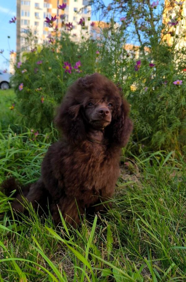 Charls Toy Poodle Charls Toy Poodle