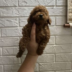 Chassa Toy Poodle