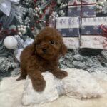 Chassa-female-Toy-Poodle-puppy-for-sale-2