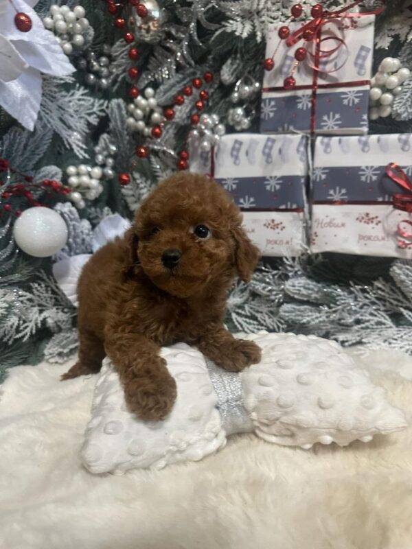 Chassa Toy Poodle