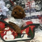 Chassa-female-Toy-Poodle-puppy-for-sale-3