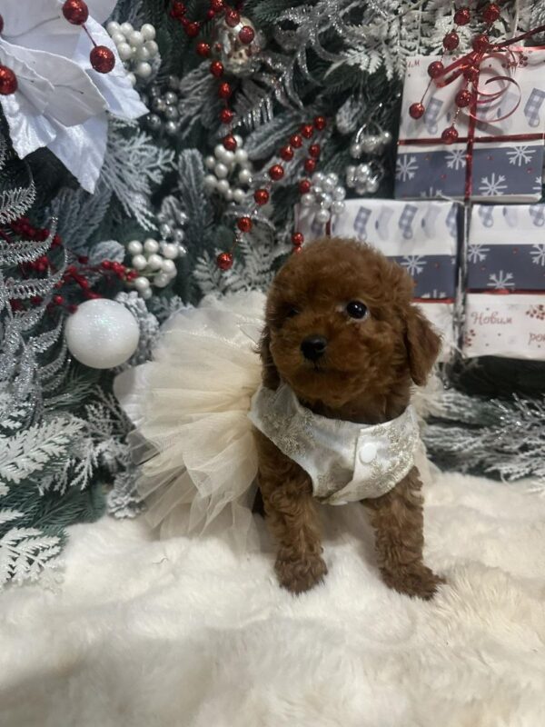 Chassa Toy Poodle