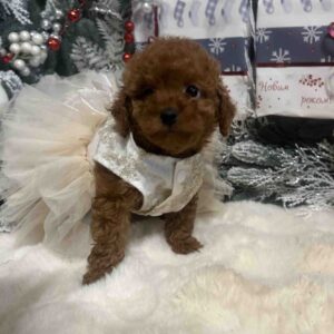 Chassa Toy Poodle