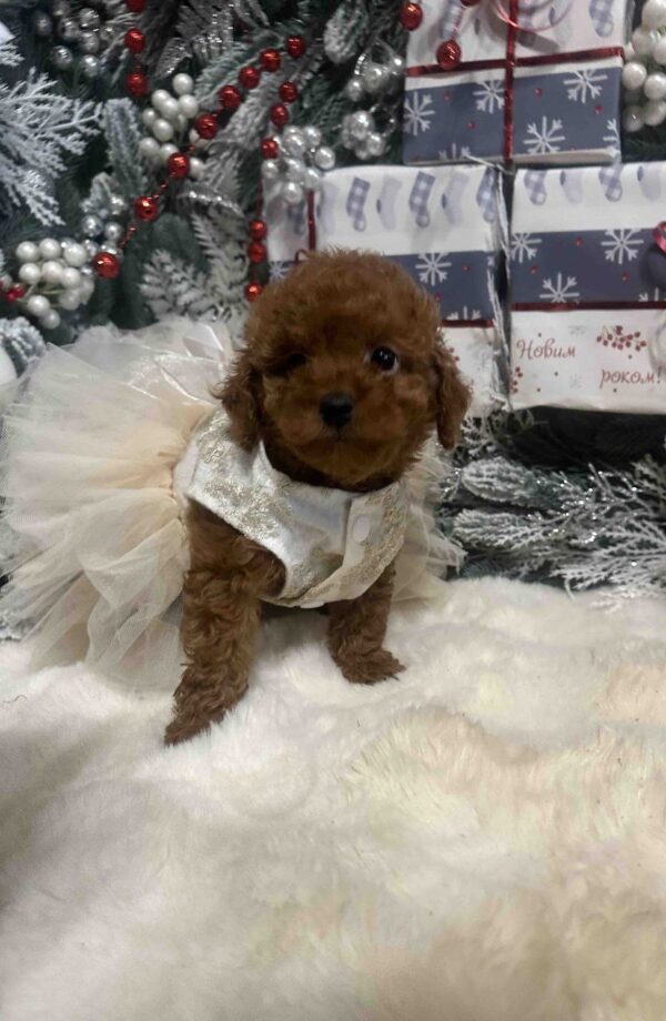 Chassa Toy Poodle