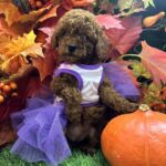 Chilly-female-Toy-Poodle-puppy-for-sale-2
