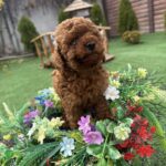 Chilly-female-Toy-Poodle-puppy-for-sale-3