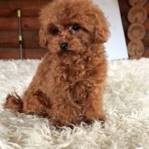 Daphna Toy Poodle