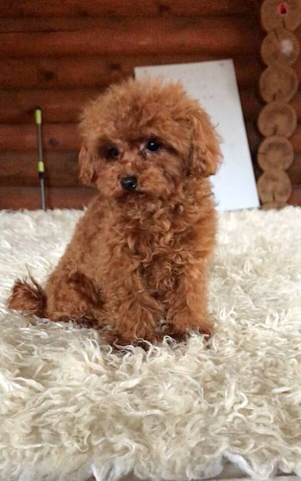 Daphna Toy Poodle