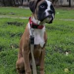 Darix-male-Boxer-puppy-for-sale-1