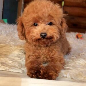 Diora Toy Poodle
