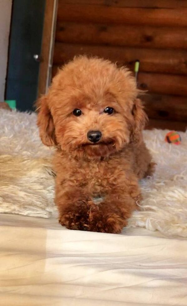 Diora Toy Poodle Diora Toy Poodle