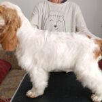 ELIOT-male-English-Cocker-Spaniel-puppy-for-sale-1