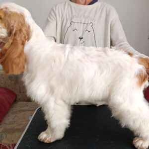 Eliot English Cocker Spaniel