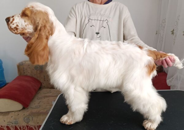 Eliot English Cocker Spaniel