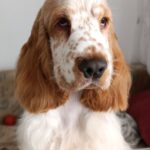 ELIOT-male-English-Cocker-Spaniel-puppy-for-sale-2