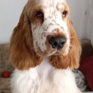 Eliot English Cocker Spaniel