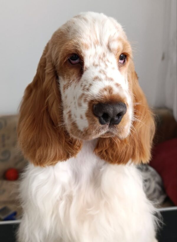 Eliot English Cocker Spaniel