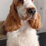 ELIOT-male-English-Cocker-Spaniel-puppy-for-sale-3