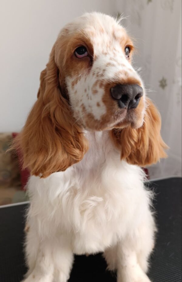 Eliot English Cocker Spaniel
