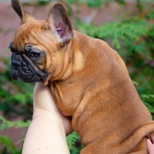 Mella French Bulldog