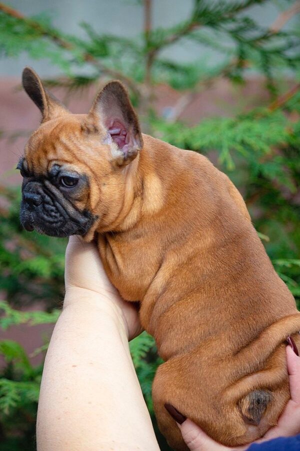 Mella French Bulldog