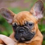 Elen-female-french-bulldog-puppy-for-sale-1 (2)
