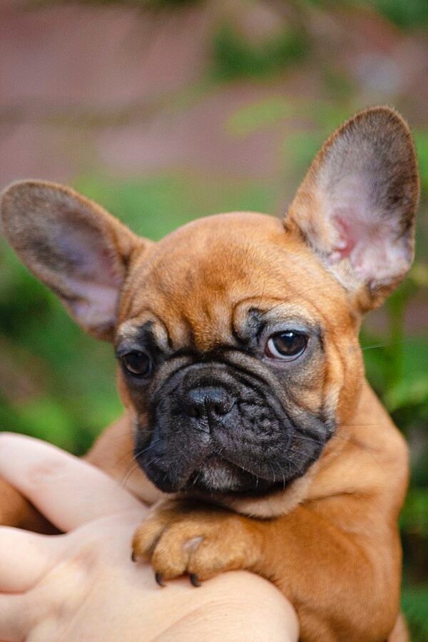 Mella French Bulldog
