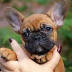 Ester French Bulldog