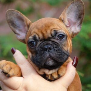 Mella French Bulldog