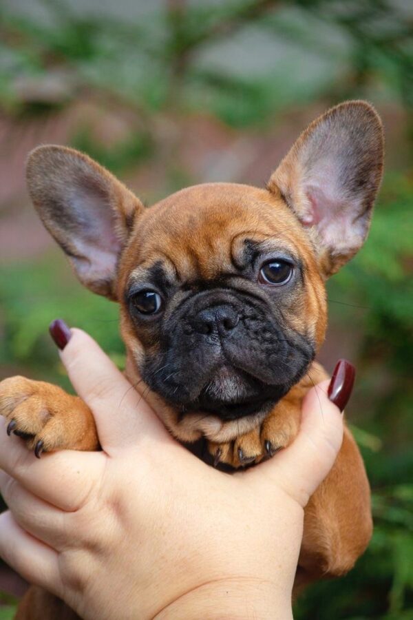 Mella French Bulldog