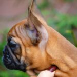 Elen-female-french-bulldog-puppy-for-sale-1 (4)