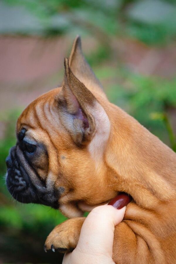 Mella French Bulldog