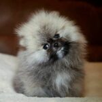 Elite-male-Pomeranian puppy-for-sale-1