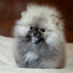 Elite-male-Pomeranian puppy-for-sale-2