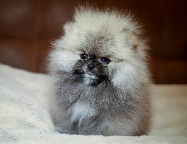 Elite Pomeranian Elite Pomeranian