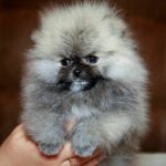 Elite-male-Pomeranian puppy-for-sale-3