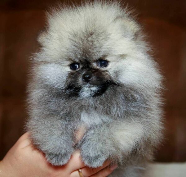 Elite Pomeranian Elite Pomeranian