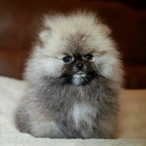 Elite Pomeranian
