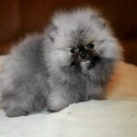 Elite-male-Pomeranian puppy-for-sale-5