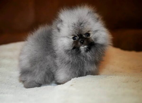 Elite Pomeranian Elite Pomeranian