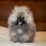 Elite-male-Pomeranian puppy-for-sale-6