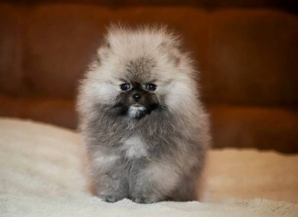 Elite Pomeranian Elite Pomeranian