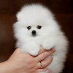 Elite Pomeranian
