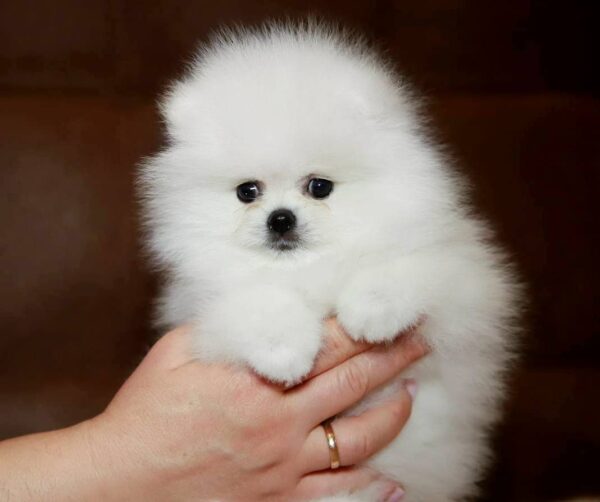 Elysium Pomeranian