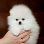 Elysium-male-Pomeranian puppy-for-sale-2