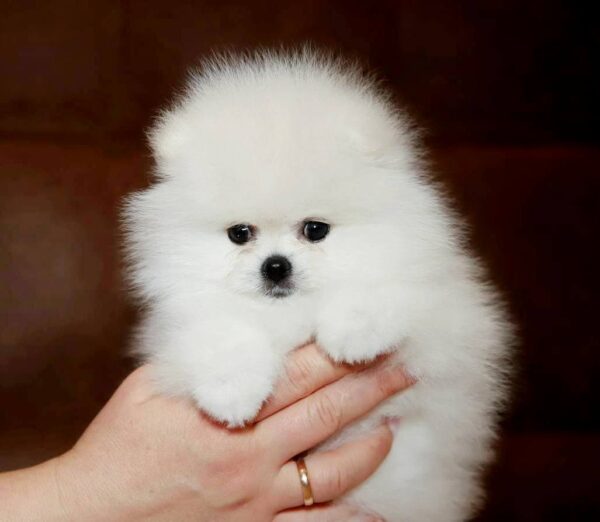 Elysium Pomeranian