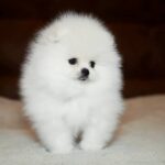Elysium-male-Pomeranian puppy-for-sale-3