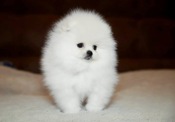 Elysium Pomeranian