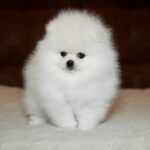 Elysium-male-Pomeranian puppy-for-sale-4