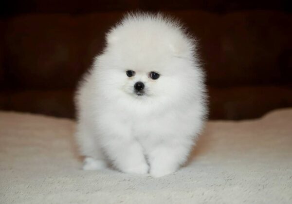 Elysium Pomeranian
